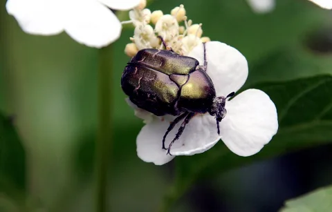 Ein metallisch grün schimmernder Rosenkäfer sitzt auf einer weißen Blüte, im Hintergrund unscharfes Grün.