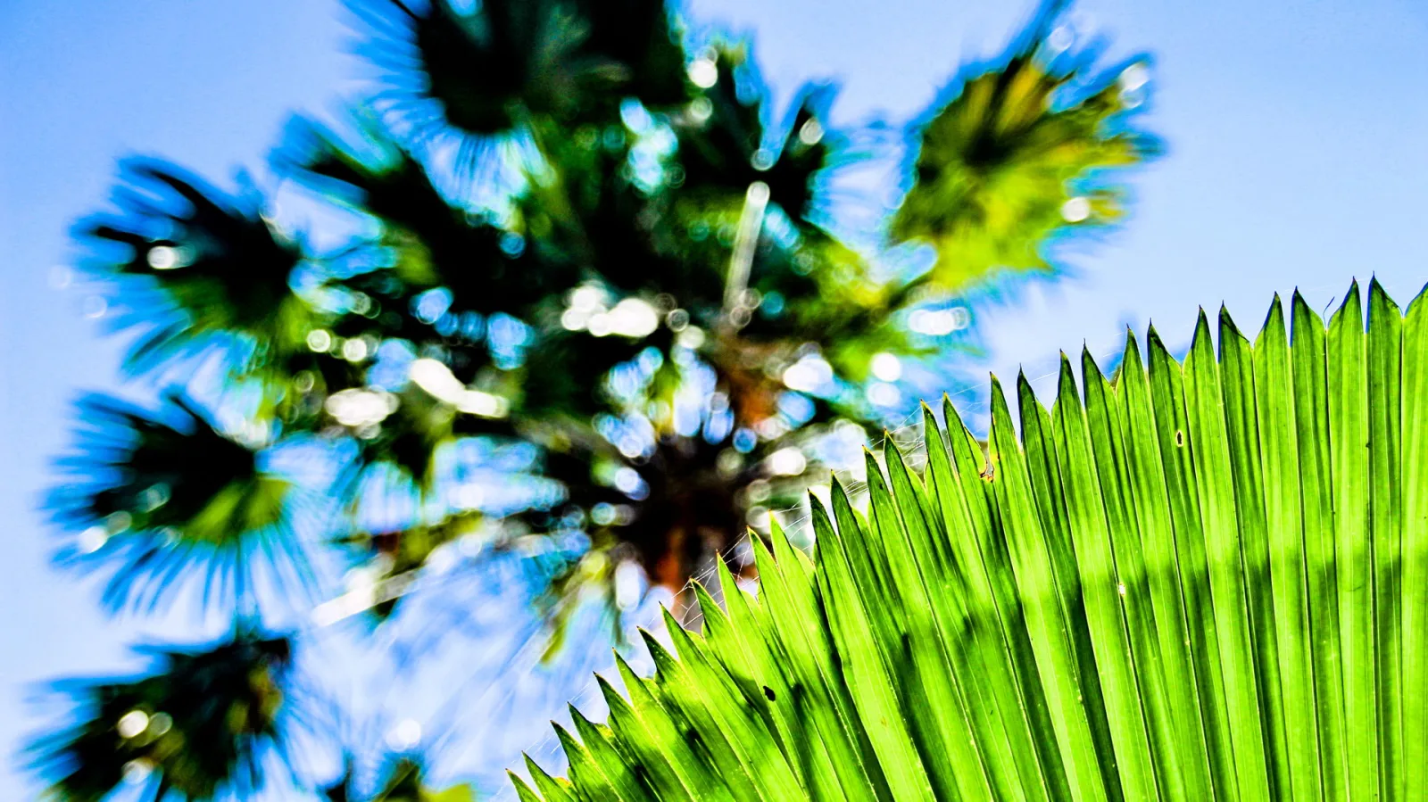Großes grünes Palmblatt im Vordergrund, dahinter unscharfe Palmenkrone mit Lichtreflexen vor blauem Himmel.