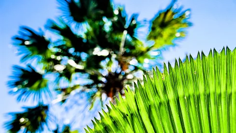 Großes grünes Palmblatt im Vordergrund, dahinter unscharfe Palmenkrone mit Lichtreflexen vor blauem Himmel.