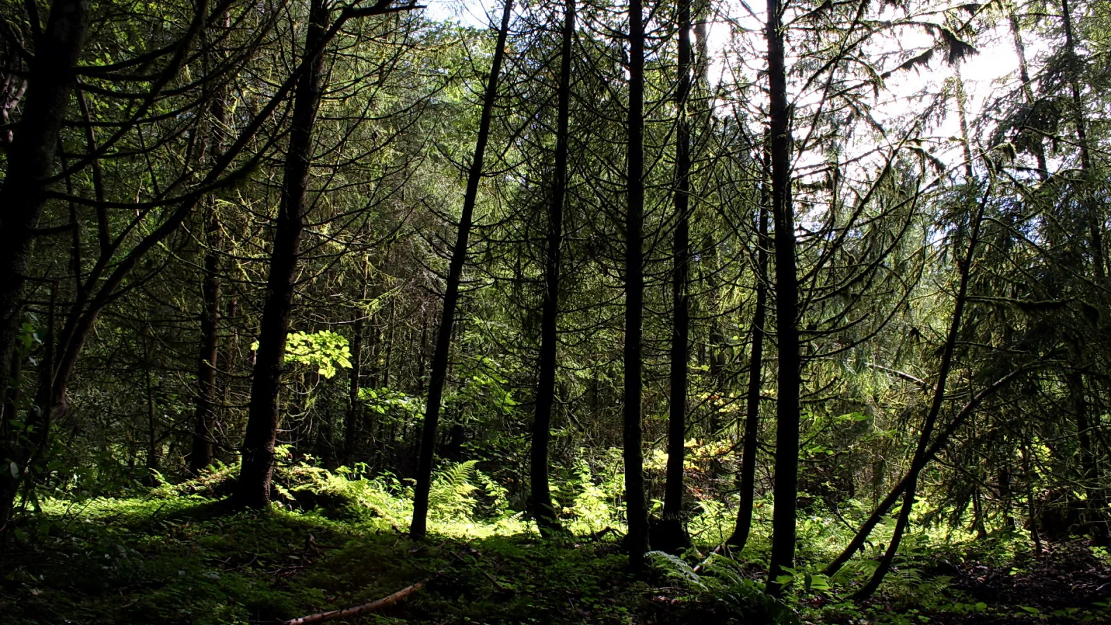 Hohe, dunkle Baumstämme eines Nadelwalds, durch den Sonnenlicht auf einen moosigen Waldboden fällt, im Hintergrund grünes Laub und Farne.