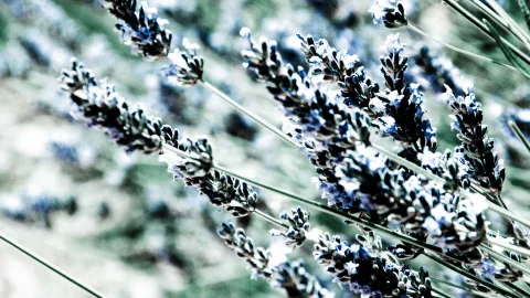 Violett blühende Lavendelrispen schräg im Bildvordergrund, dahinter unscharfe grün-blaue Vegetation.