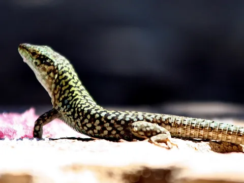 Eine Echse mit gemusterter Haut hebt den Kopf und sonnt sich auf einem hellen Felsen vor dunklem Hintergrund.