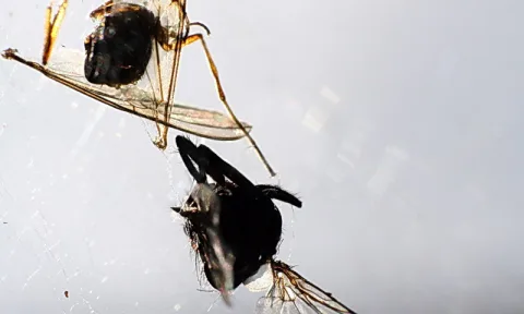 Makroaufnahme eines toten schwarzen Insekts mit durchsichtigen Flügeln und langen Beinen vor hellgrauem Hintergrund, im Spinnennetz hängend