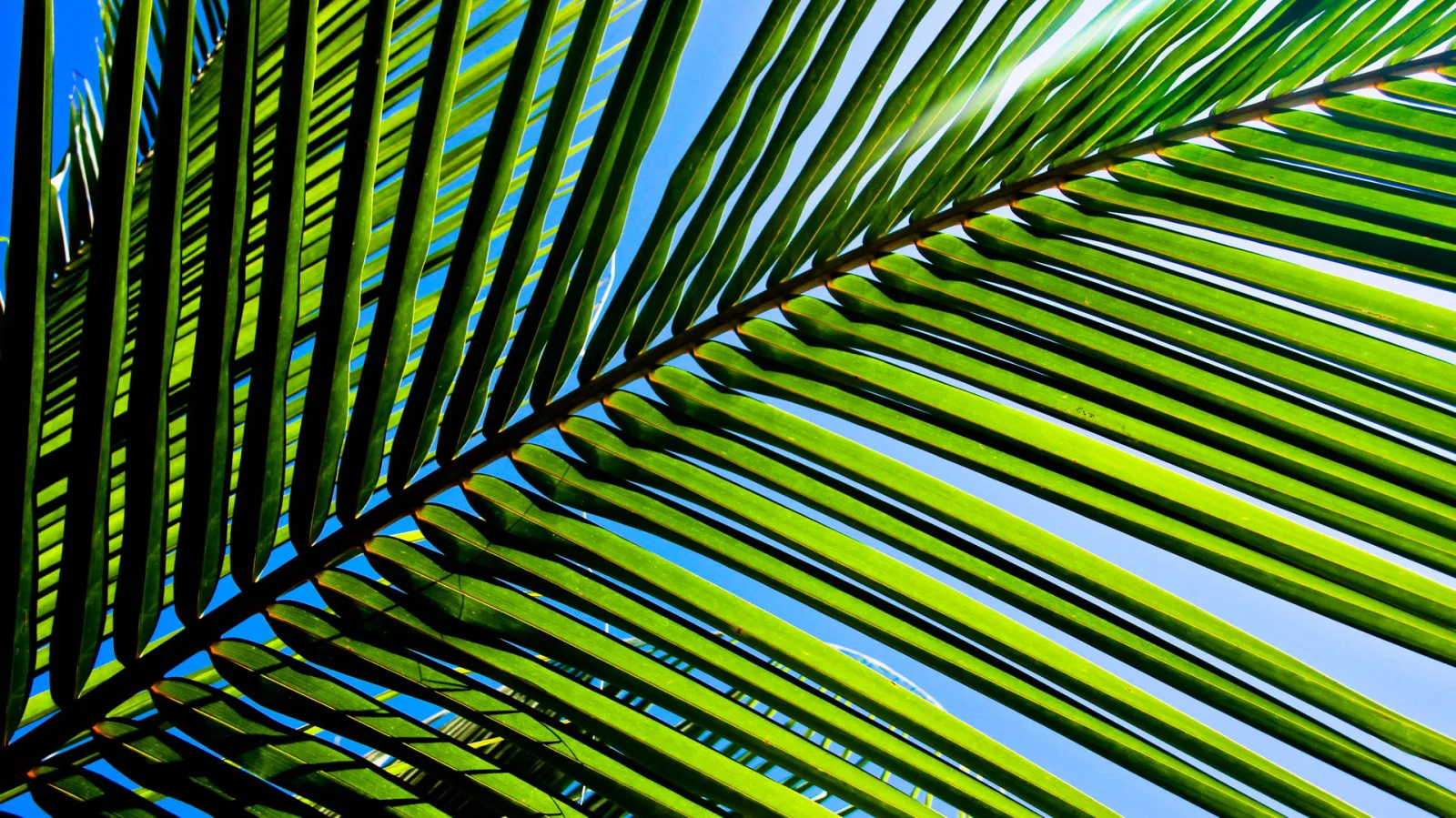 Nahaufnahme von grünen Palmwedeln, die von unten gegen einen klaren blauen Himmel stehen, Sonnenlicht fällt durch die Blattfiedern.