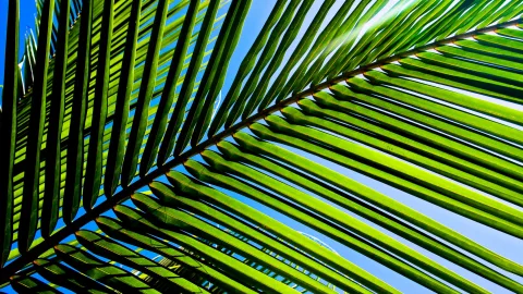 Nahaufnahme von grünen Palmwedeln, die von unten gegen einen klaren blauen Himmel stehen, Sonnenlicht fällt durch die Blattfiedern.