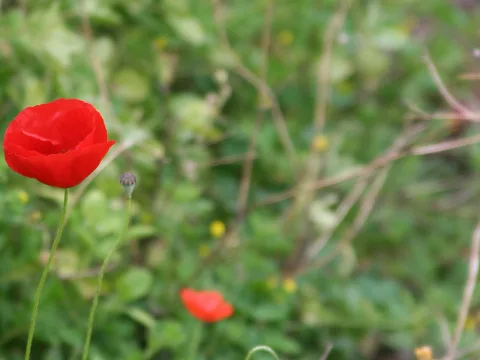 Eine rote Mohnblume links im Vordergrund auf dünnem grünem Stiel, daneben eine geschlossene Knospe, dahinter unscharfes grünes Gras mit gelben Blüten.