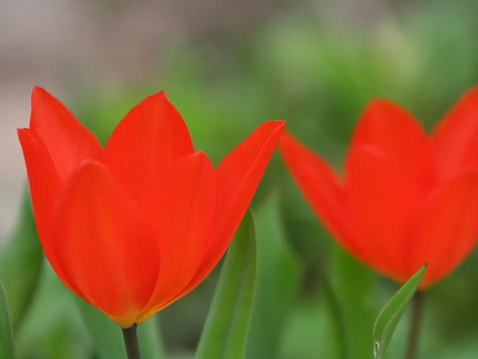 Zwei rote Tulpen vor unscharfem grünem Hintergrund, die vordere Blüte scharf im Fokus.