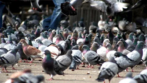 Ein dichter Schwarm grauer Tauben sitzt und pickt auf einem gepflasterten Platz, mehrere Vögel fliegen im oberen Bereich, links ist ein Bein in Jeans zu sehen.