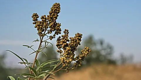 Ein Zweig mit mehreren Büscheln grüner, unreifer Beeren vor blauem Himmel, im Hintergrund unscharfe Bäume und ein gelbliches Feld.