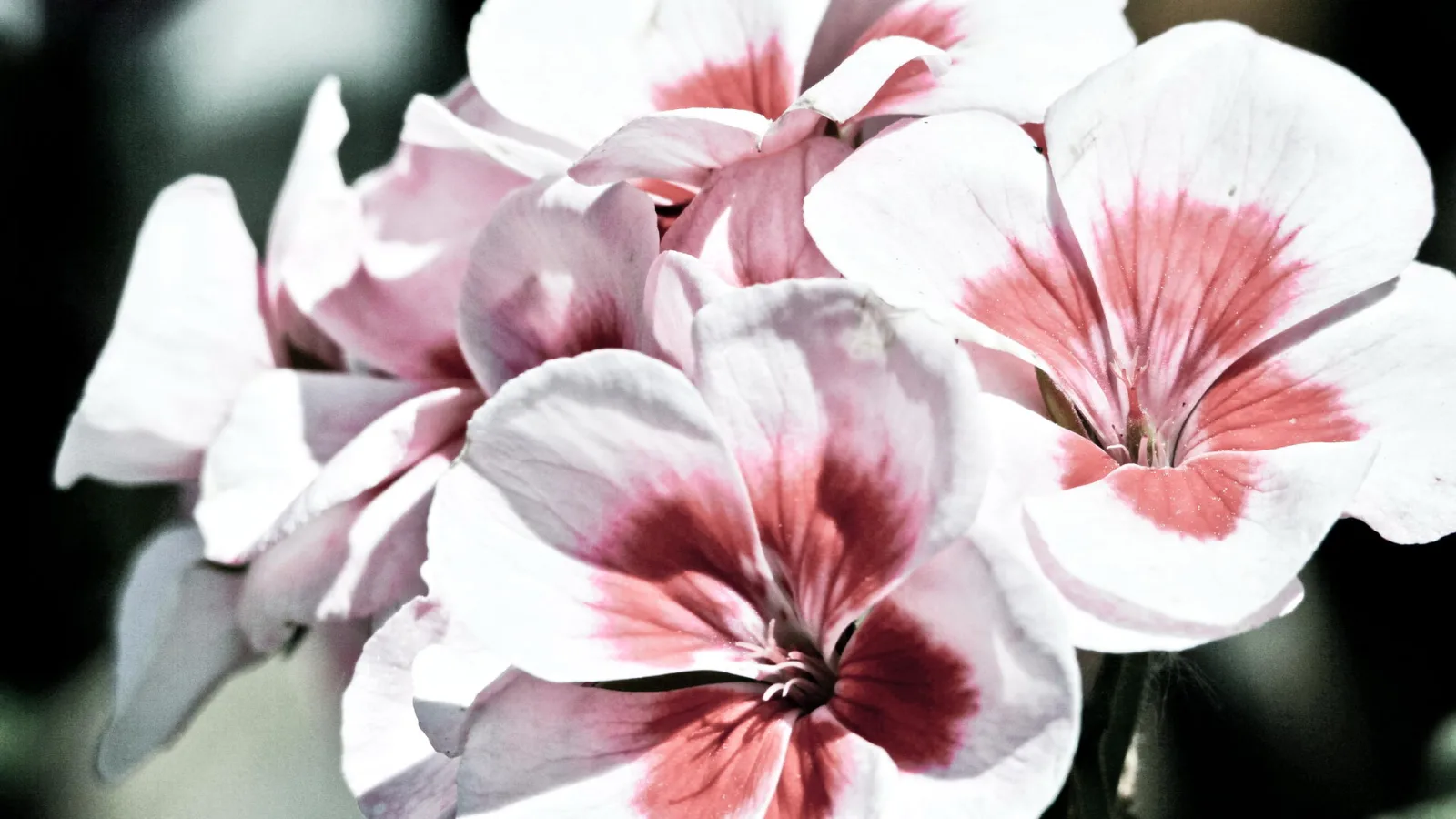 Mehrere weiße Geranienblüten mit rosa-roten Flecken in der Mitte der Blütenblätter, vor dunklem, unscharfem Hintergrund.
