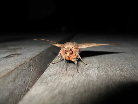 Ein brauner Nachtfalter sitzt frontal auf einem grauen Holzbalken vor dunklem Hintergrund.