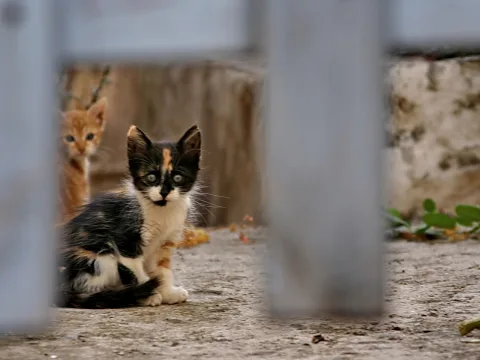 Ein dreifarbiges Katzenkind sitzt auf einem Betonboden und blickt durch einen grauen Metallzaun in die Kamera, im Hintergrund ist ein rötlich getigertes Kätzchen zu sehen.