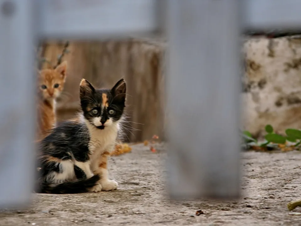 Ein dreifarbiges Katzenkind sitzt auf einem Betonboden und blickt durch einen grauen Metallzaun in die Kamera, im Hintergrund ist ein rötlich getigertes Kätzchen zu sehen.