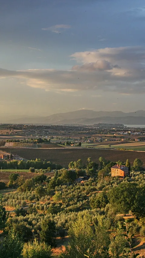 Hügellandschaft mit Olivenbäumen, einem Bauernhaus und dem Lago Trasimeno am Horizont im Abendlicht.