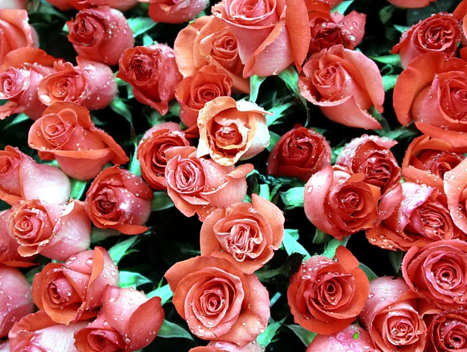 Dichter Strauß korallenroter Rosen mit Wassertropfen vor dunklem Laub.