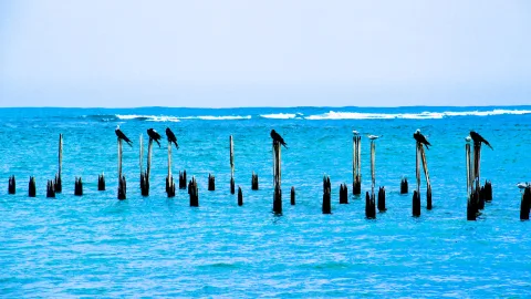 Türkisblaues Meer mit einer Reihe dunkler, verwitterter Holzpfähle, auf denen mehrere Vögel sitzen. Im Hintergrund brechen sich weiße Wellen am Horizont unter hellblauem Himmel.