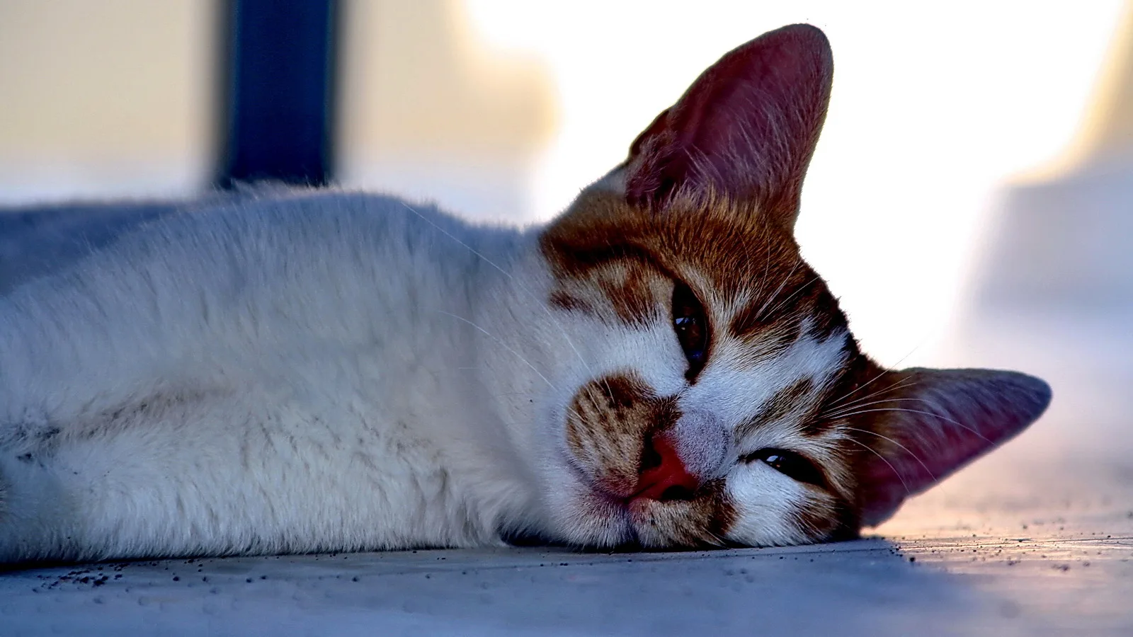 Weiß-braun gefleckte Katze liegt seitlich auf einer hellen Fläche und blickt mit leicht geneigtem Kopf in die Kamera.