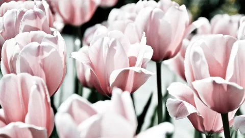 Mehrere rosafarbene Tulpen mit geöffneten Blüten, dahinter unscharfe helle Blumen vor grünem Hintergrund.