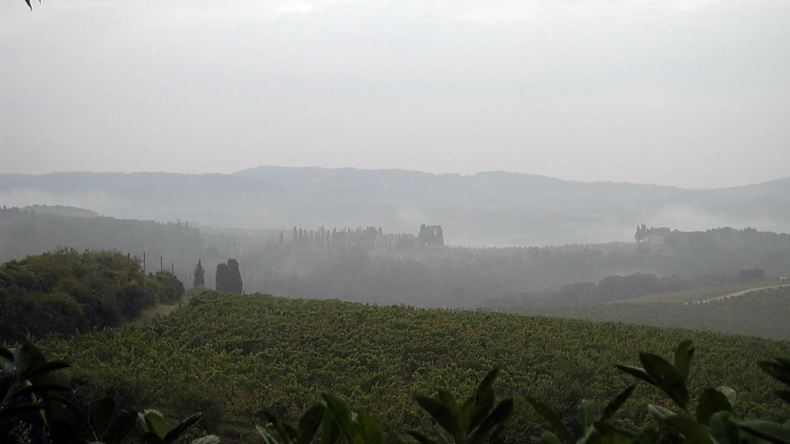 Weinberge in dichtem Nebel, dahinter Hügel und ein Gebäude zwischen Zypressen.