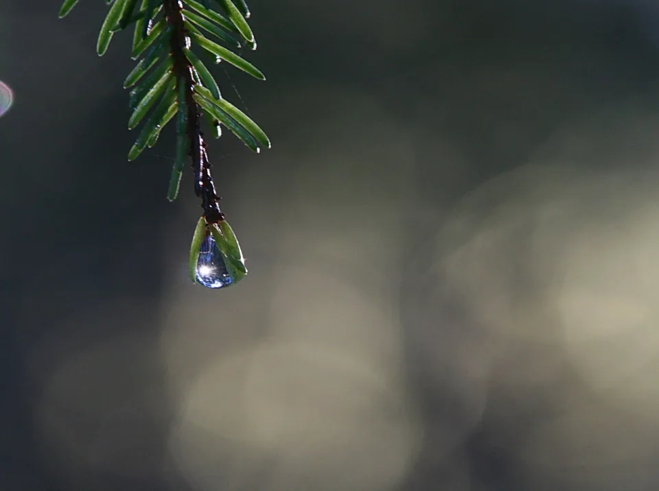Ein Wassertropfen hängt an der Spitze eines dunkelgrünen Fichtenzweigs vor einem unscharfen, dunklen Hintergrund mit hellen Lichtflecken.