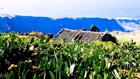 Dichte Feigenkakteen mit orangen Blüten im Vordergrund, dahinter ein altes Ziegeldach und blaue Felsklippen unter hellem Himmel.