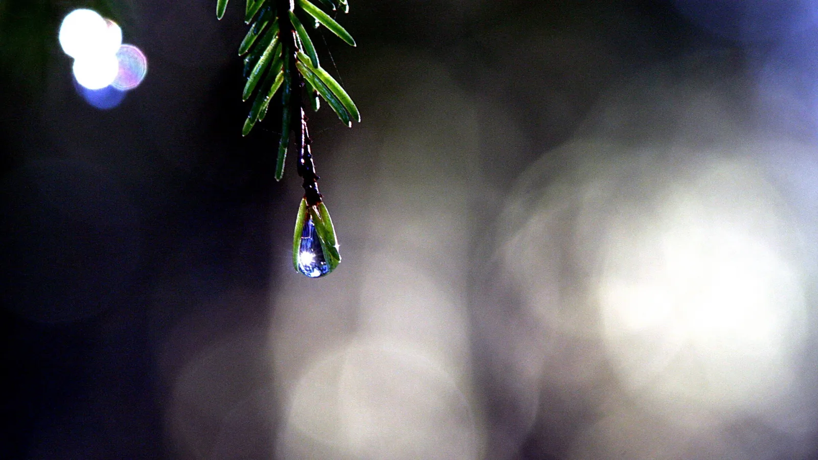 Ein einzelner Wassertropfen hängt an einem grünen Nadelzweig vor dunklem, unscharfem Hintergrund mit hellen Lichtflecken.