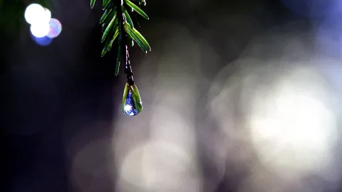 Ein einzelner Wassertropfen hängt an einem grünen Nadelzweig vor dunklem, unscharfem Hintergrund mit hellen Lichtflecken.