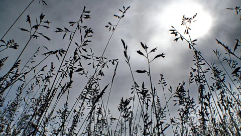 Schwarze Silhouetten von Grashalmen und Rispen vor grauem Himmel mit einer hellen Sonne.