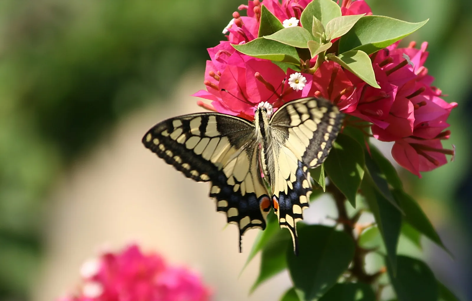 Ein gelb-schwarz gezeichneter Schwalbenschwanz sitzt auf pinken Bougainvillea-Blüten vor grünem, unscharfem Hintergrund.