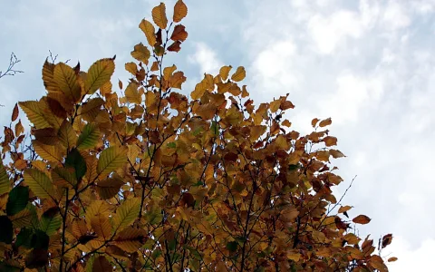 Ein Baum mit goldbraunen Herbstblättern vor einem bewölkten blauen Himmel, von unten fotografiert.