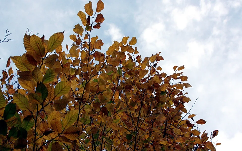 Ein Baum mit goldbraunen Herbstblättern vor einem bewölkten blauen Himmel, von unten fotografiert.