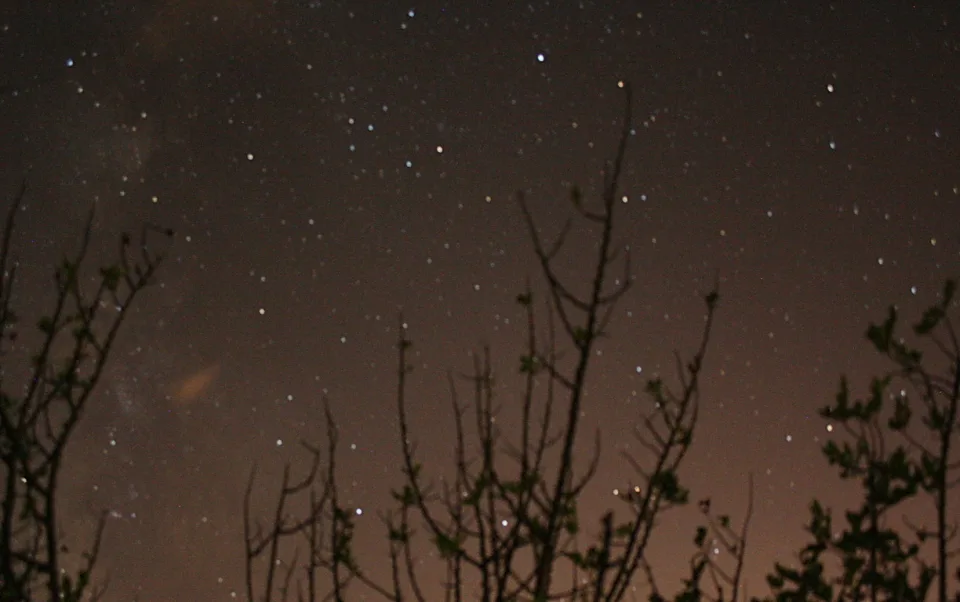 Nachthimmel voller Sterne, im unteren Bereich silhouettierte kahle Zweige und Sträucher, am Horizont ein bräunlicher Lichtschimmer.