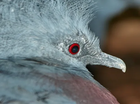 Nahaufnahme des Kopfes einer blaugrauen Kronentaube im Profil mit rotem Auge, krausem Federschopf und hellem, gebogenem Schnabel vor unscharfem braunem Hintergrund.