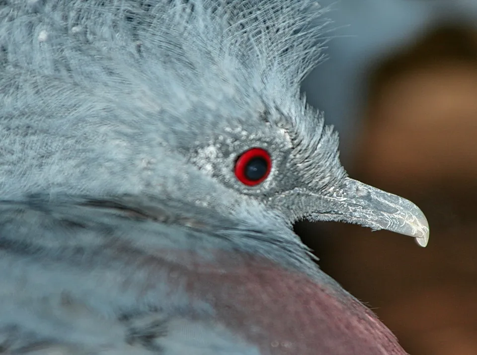 Nahaufnahme des Kopfes einer blaugrauen Kronentaube im Profil mit rotem Auge, krausem Federschopf und hellem, gebogenem Schnabel vor unscharfem braunem Hintergrund.