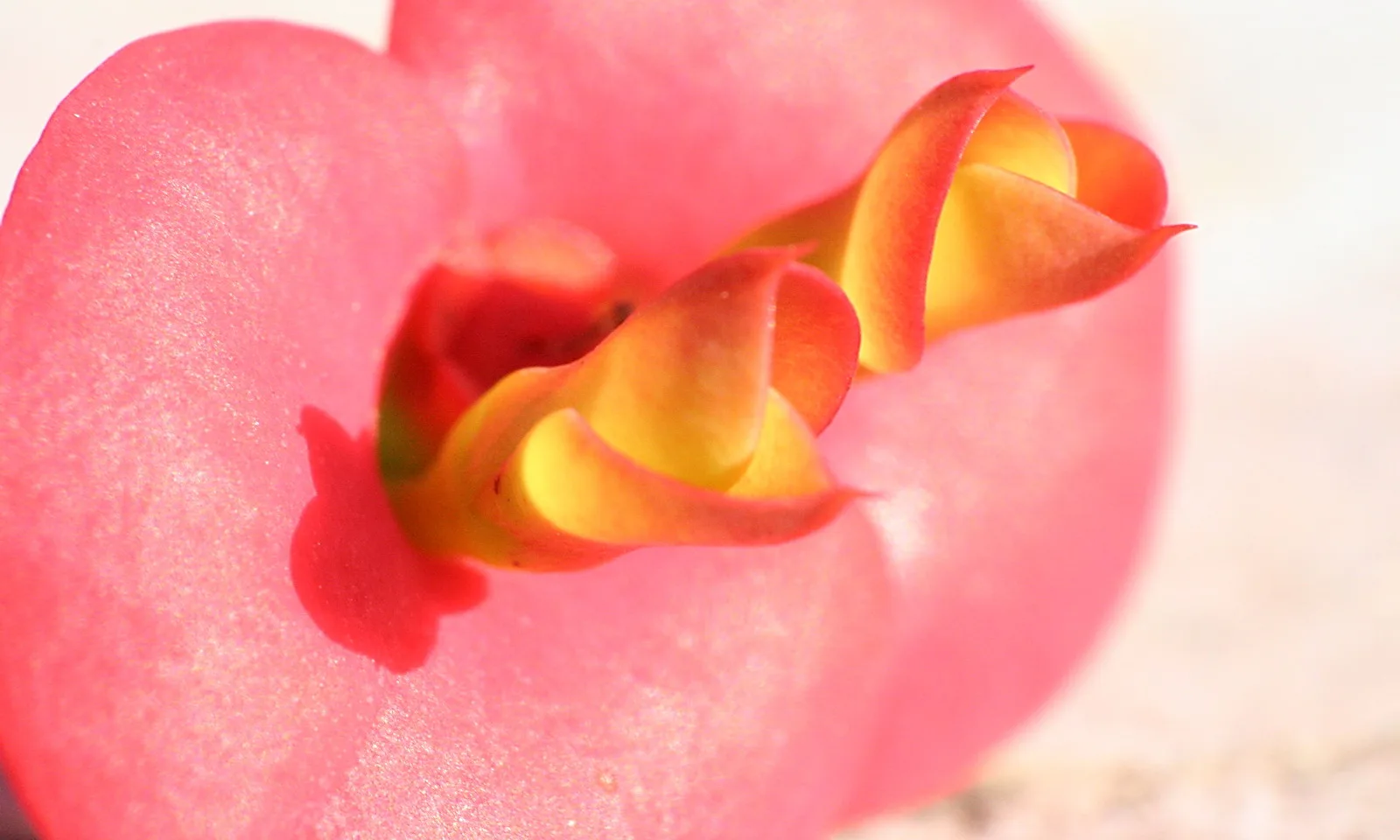 Nahaufnahme einer rosafarbenen Blüte, aus deren Mitte sich gelb-orange, gewellte Blütenblätter nach oben schieben, vor hellem, unscharfem Hintergrund.