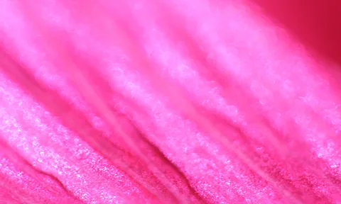 Nahaufnahme einer pinkfarbenen Blütenblattoberfläche mit feinen Rillen und glänzenden Partikeln.