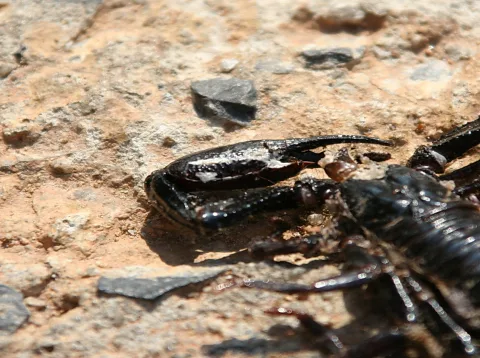 Ein glänzend schwarzer Skorpion mit Scheren und Gliedmaßen liegt in der Sonne auf hellem, steinigem Untergrund.