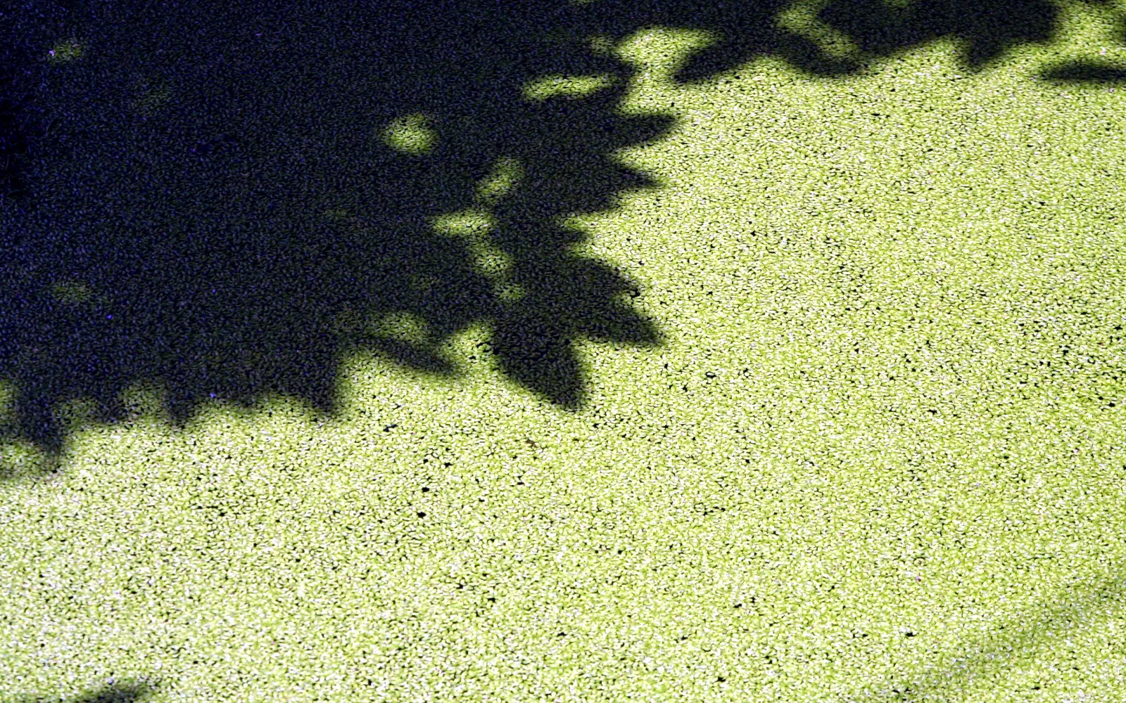 Dichter grüner Teppich aus Wasserlinsen auf einem Teich, links oben fällt der dunkle Schatten von Blättern.