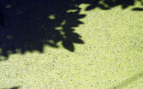 Dichter grüner Teppich aus Wasserlinsen auf einem Teich, links oben fällt der dunkle Schatten von Blättern.