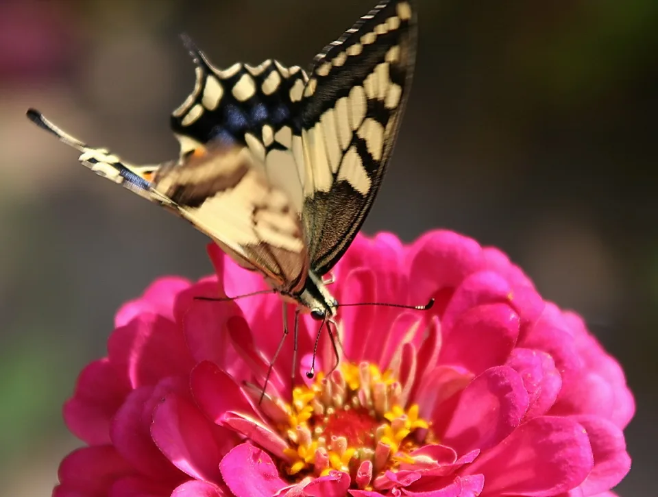 Ein Schwalbenschwanz mit gelb-schwarz gezeichneten Flügeln sitzt auf einer pinkfarbenen Zinnienblüte und trinkt Nektar, der Hintergrund ist dunkel und unscharf.