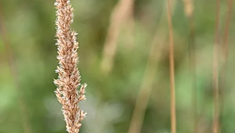 Eine beige, struppige Grasähre steht links im Bild vor einem unscharfen grünen Hintergrund mit weiteren schmalen Halmen.