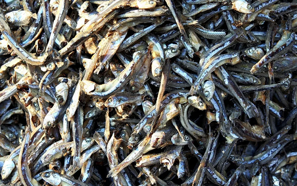 Ein dichter Haufen getrockneter kleiner Fische mit silbrig glänzender Haut, von oben fotografiert.