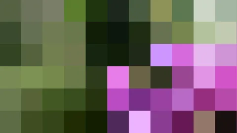 Mosaik aus quadratischen Farbfeldern in Dunkelgrün, Olivgrün, Violett und Magenta, in zehn Spalten und sechs Reihen angeordnet.