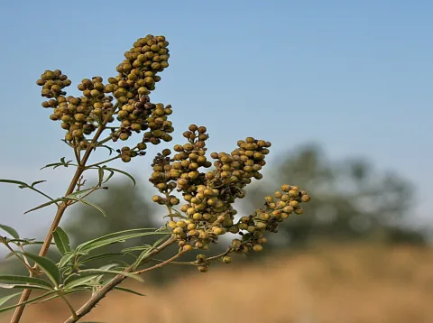 Zweig mit mehreren Rispen gelbgrüner Beeren und schmalen Blättern vor blauem Himmel und unscharfem Feld