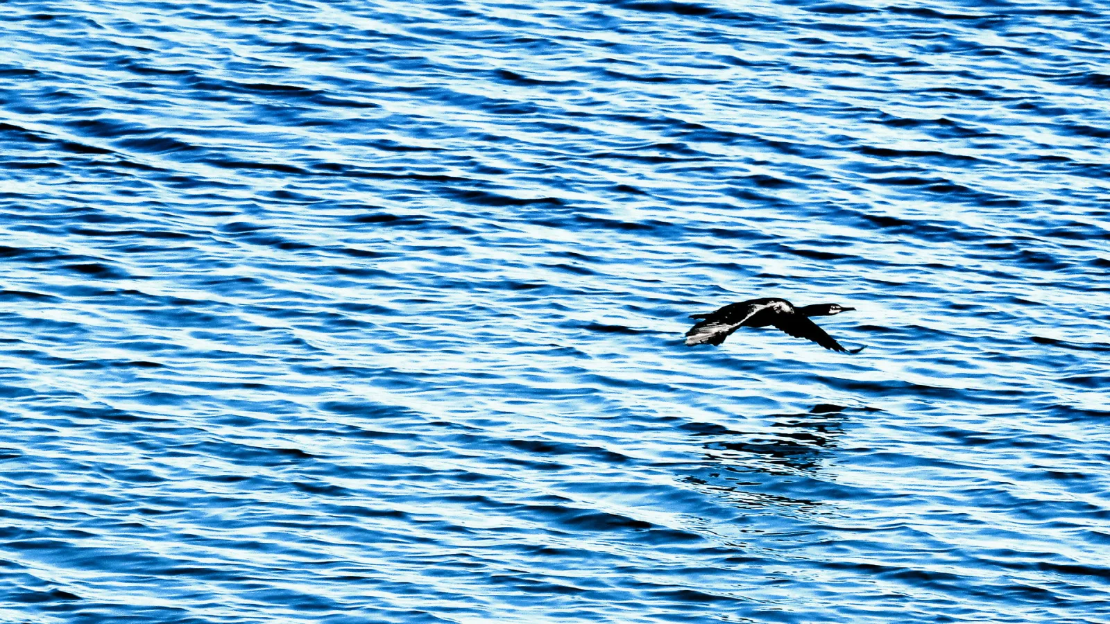 Ein dunkler Vogel fliegt rechts der Bildmitte tief über gekräuselte blaue Wasseroberfläche.