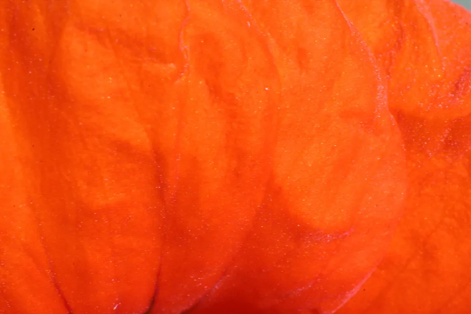 Nahaufnahme eines orangeroten Blütenblatts mit welligen Falten und feinen hellen Pünktchen auf der Oberfläche.