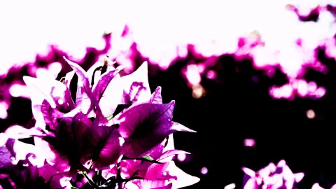 Lila Bougainvilleablüten im Vordergrund vor einem hellen, überbelichteten Hintergrund, rechts dunkle Fläche mit Lichtpunkten