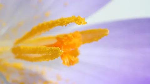 Nahaufnahme einer lila Krokusblüte mit gelben Staubbeuteln und orangefarbenem Griffel vor unscharfem violettem Hintergrund