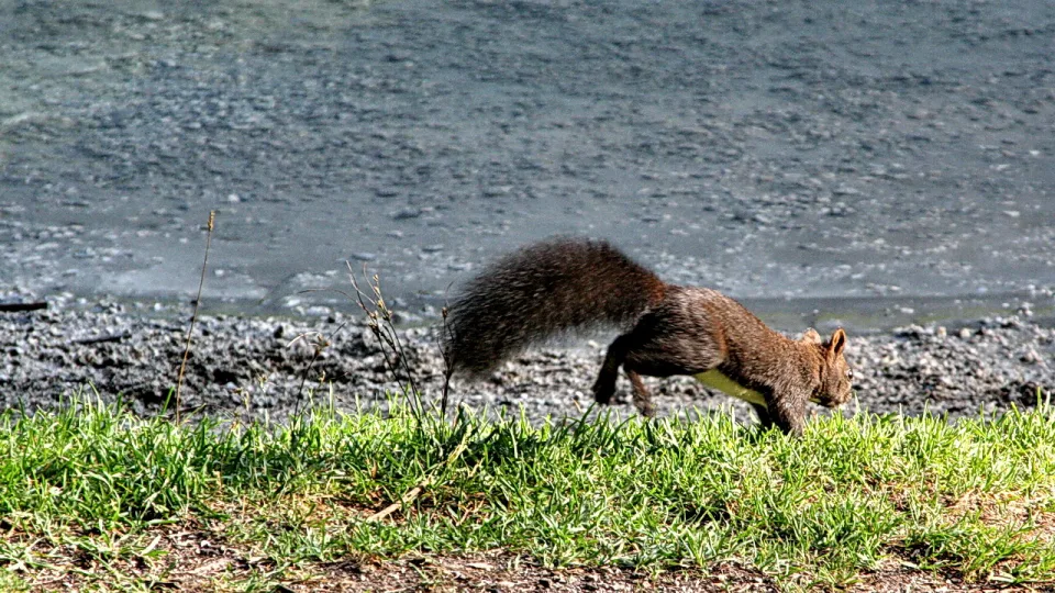 Ein graubraunes Eichhörnchen mit buschigem Schwanz springt über einen grasbewachsenen Uferstreifen mit Kies, im Hintergrund graues Wasser.