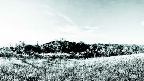 Schwarzweiße Landschaft mit Wiese im Vordergrund, dichten Büschen und Bäumen, dahinter sanfte Hügel unter hellem Himmel mit Schleierwolken.